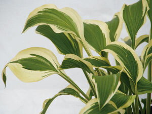 M{EVi[jzX^EOh}X^[i劔jO A  N