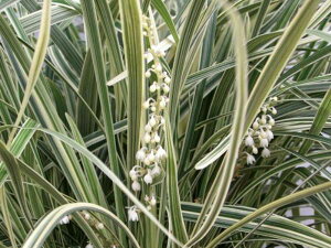 y10%OFFIX[p[SALEz mRM ̂  ֐n  { U[\[ _u[n[h 270 TPEObvt n270mm {֐n 1Zbg ʒ n ^e҂ R҂ ؍ޑS  c