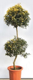 ホーリー・サニーフォスター クリスマス飾りヒイラギ 記念樹 新築祝い 植木 庭木 苗木