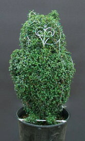 トピアリー・フクロウ（キンメツゲ（金芽ツゲ）） かわいい動物 シンボル 植木 オブジェ