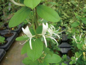 緑のカーテン ツル性植物 スイカズラ 吸い葛（大株）白・黄色花 香りよし 落葉 つる性 木本
