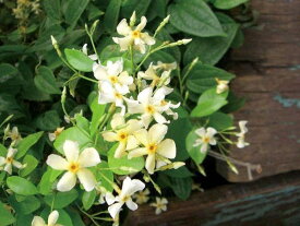 緑のカーテン ツル性植物 テイカカズラ(定家葛) （大株） 香りよし つる性常緑低木