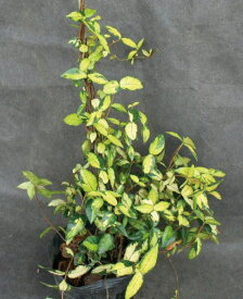 緑のカーテン ツル性植物 テイカカズラ(定家葛)・オウゴンニシキ（大株） 斑入り 紅葉 白花 常緑つる性低木