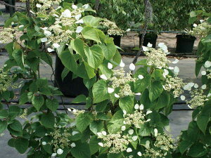 ΂̃J[e cA CK~i◍݁jE[Cgi劔j ubN Ί_ t鐫ؖ{