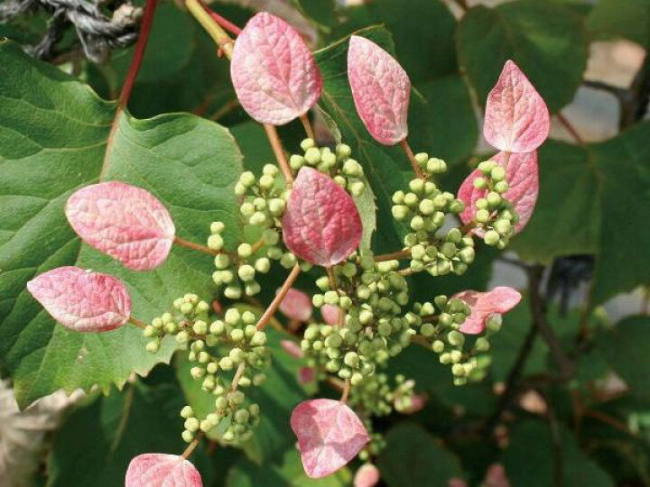 楽天市場 緑のカーテン ツル性植物 イワガラミ 岩絡み ロゼウム 大株 薄桃色花 落葉 つる性低木 Estoah Home エストアホーム
