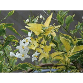 緑のカーテン ツル性植物 ツルハナナス 蔓花茄子（斑入） 白花 常緑つる性低木