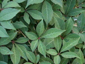 緑のカーテン ツル性植物 ナツヅタ・ヘンリーヅタ 紅葉 落葉つる性低木
