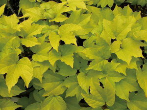 ΂̃J[e cA icd^EI[A Rei nMO t鐫ؖ{