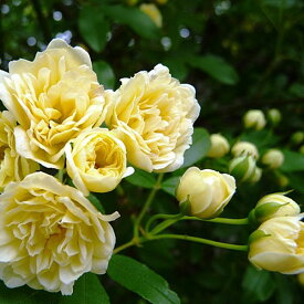 緑のカーテン ツル性植物 モッコウバラ 木香薔薇（黄）（大株） トゲなし 常緑つる性低木