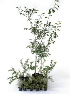 i` Ȃ ZbgAbvK[f A c  Zbgi