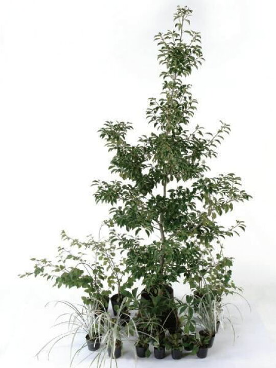 楽天市場 ナテュラル 半日陰 セットアップガーデン 植木 苗 庭木 セット商品 Estoah Home エストアホーム