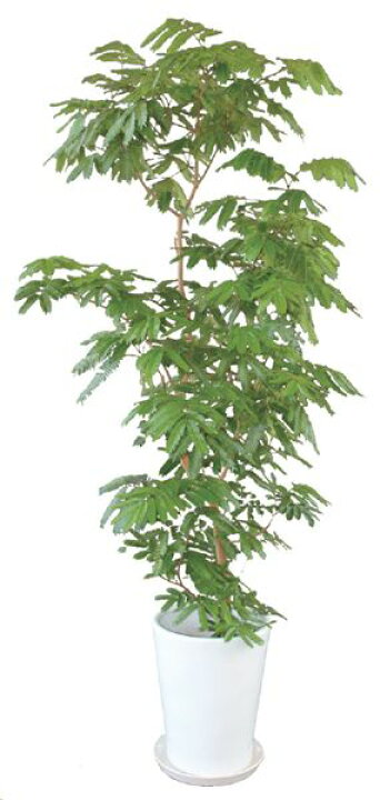 楽天市場 エバーフレッシュ 観葉植物 陶器鉢 プランター 皿付き 1 4 0 6 7号 日なた 常緑高木 エストアガーデン