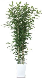 楽天市場 常緑小高木の通販