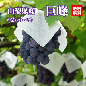 y723`Jnz RY  Mtg R 嗱 uhE  Ԃǂ x18ȏ 2kg 4`6[ Ȃ N[֖ 