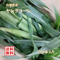 ヤングコーン 皮付き 30本 朝採れ ベビーコーン 山梨県産 送料無料 ※ とうもろこし トウモロコシ 野菜 …