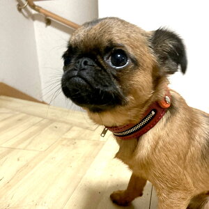 AEgbgF^p2.5cmv(25cmj