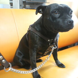 引っぱり防止中形犬用革ハーネス胴輪D2タイプ