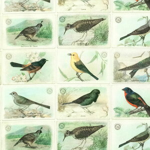 C|[g̉ ̏Љ ȃubN x[W MO-4419 Rbgvgn