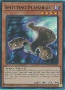 pŁ@@Splitting Planarian(SR)(1st)(􂷂viA)(ROTA-EN100)