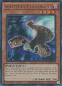 pŁ@@Splitting Planarian(U)(1st)(􂷂viA)(MP25-EN263)