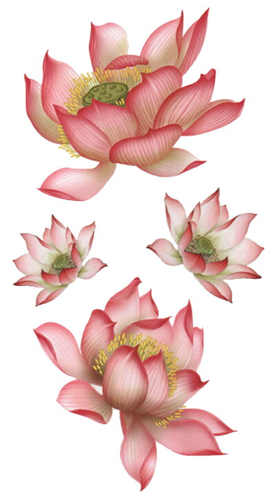 楽天市場 ファンタジー Thefantasy タトゥーシール タトゥーシール 花 蓮 Yms027 The Fantasy