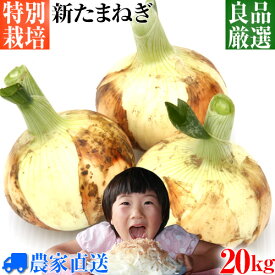 ★ごはんジャパンで紹介！【送料無料】全国最速出荷！特別栽培 新玉ねぎ 20kg 選べるサイズ 農家直送 良品厳選 減農薬 [ 新玉葱 新タマネギ 新玉ネギ 新たまねぎ 玉ねぎ たまねぎ ]