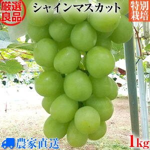 特別栽培 シャインマスカット 種なし ぶどう 農家直送 良品厳選 1kg 2房〜3房 【ギフト】【減農薬】【特別栽培】