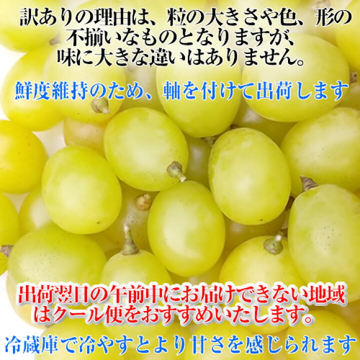 【訳あり】完熟 シャインマスカット 250g 粒売り ブドウ 量り売り 農家直送 種なし ぶどう 【減農薬】【特別栽培】【家庭用】【業務用】 たばたファーム新鮮野菜ネット直売 巨峰訳あり粒売り1kg