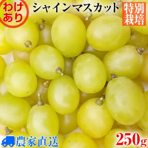 y󂠂zVC}XJbg 250g  uhE ʂ蔄 _ƒ Ȃ Ԃǂ y_zyʍ͔|zyƒpzyƖpz