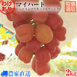 y󂠂z󏭕i }Cn[g wn[g^̐VԂǂxuEBNv×uVC}XJbgvȂԂǂ_ƒ 2kg ʂ蔄y_zyʍ͔|zyƒpzyƖpzy