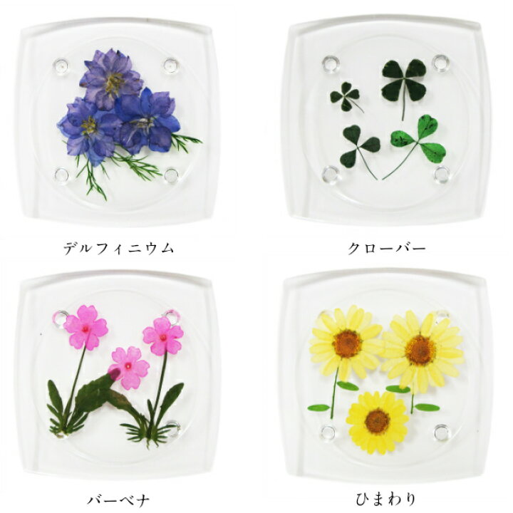 楽天市場 押し花コースター アクリルコースター 花 テーブルウェア フラワー デルフィニウム クローバー バーベナ ヒマワリ コスモス ノースポール 赤バラ 勿忘草 サツキ ｆｆａｃｔｏｒｙ