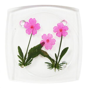 ԃR[X^[@ANR[X^[@ԁ@e[uEFA@t[@ftBjE@N[o[@o[xi@q}@RXX@m[X|[@ԃo@ܖY@݂