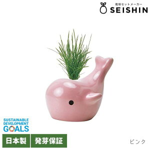 V| nbs[zG[ GD897 y  킢 ͔|Zbg  ͔|Lbg  v`Mtg  u[ sN z