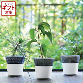 ＼全品5％OFFクーポン配布中／ 聖新陶芸 染付小紋盆栽栽培セット GD-452 和風 キット 黒松 桜 紅葉 クロマツ サクラ モミジ