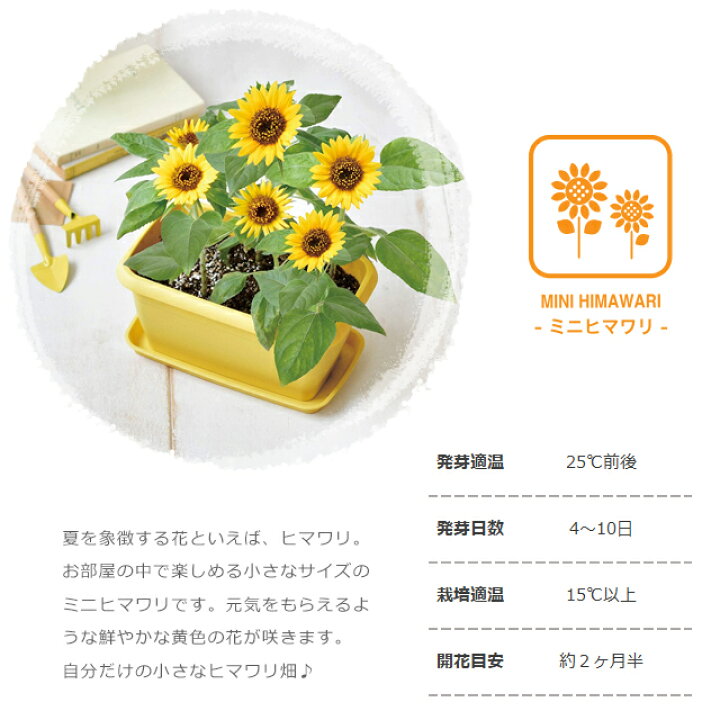 386円 激安正規 エンジョイプランター フラワー ミニヒマワリ プチガーデニング 栽培セット 聖新陶芸