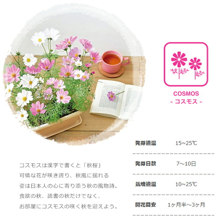 386円 激安正規 エンジョイプランター フラワー ミニヒマワリ プチガーデニング 栽培セット 聖新陶芸