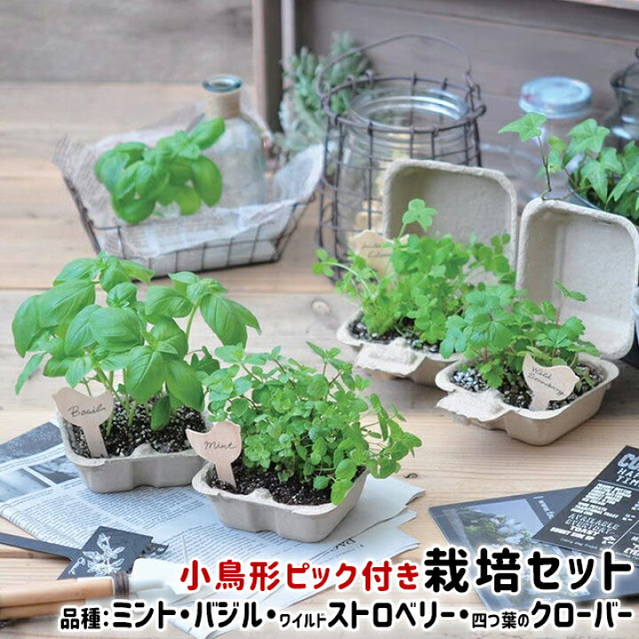 楽天市場 100円クーポン発行中 栽培セット ハーブ 聖新陶芸 バード ガーデン 聖新陶芸 栽培セット 栽培キット ハーブ ミント バジル ワイルドストロベリー 四つ葉のクローバー ナチュラル Fine Dream 楽天市場店