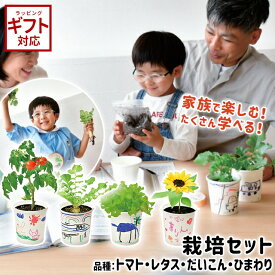 栽培キット 野菜 聖新陶芸 すくすく栽培セット BOX 【 聖新陶芸 栽培セット 栽培キット 子ども向け 野菜 室内 ミニトマト ダイコン レタス ミニヒマワリ ギフト 】