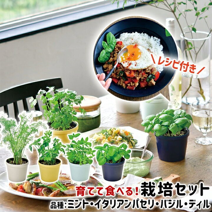 楽天市場 100円クーポン発行中 栽培セット ハーブ 聖新陶芸 レシピ付き栽培セット Recipe Gd 951 聖新陶芸 栽培セット 栽培キット 室内 ハーブ ミント イタリアンパセリ バジル ディル ギフト Fine Dream 楽天市場店