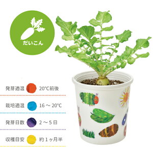 \3000円で5%OFFクーポン/ 栽培セット 栽培キット 聖新陶芸 はらぺこあおむし ペタペタ&すくすく栽培セット HP-01 【聖新陶芸 はらぺこあおむし 栽培セット 栽培キット 栽培 家庭菜園 自由研
