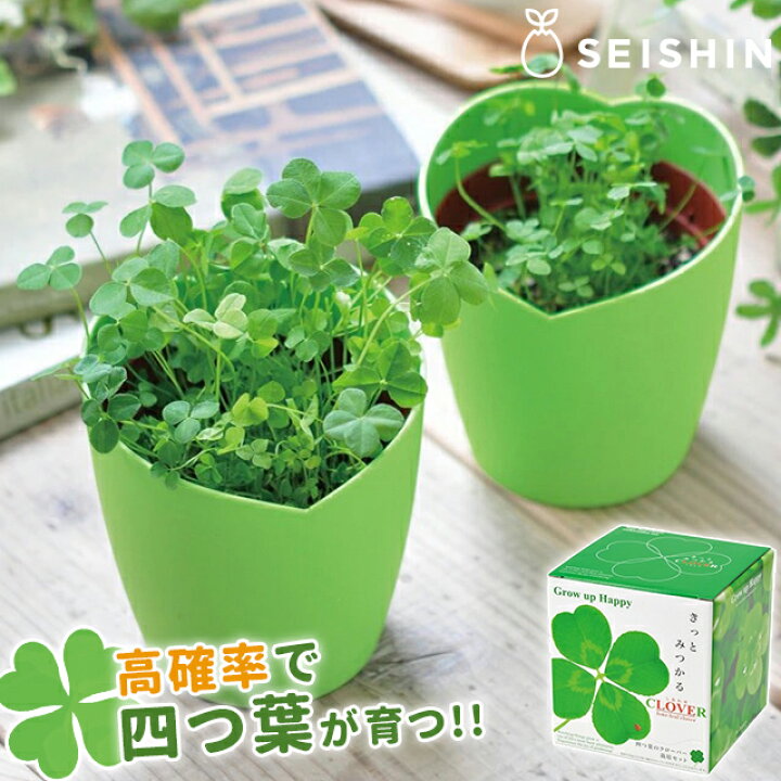 楽天市場】栽培キット 栽培セット ギフト 贈り物 きっとみつかる 