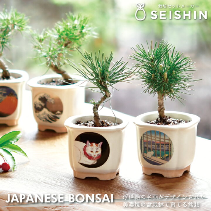 楽天市場】栽培セット 栽培キット 聖新陶芸 JAPANESE BONSAI 白猫 赤松 