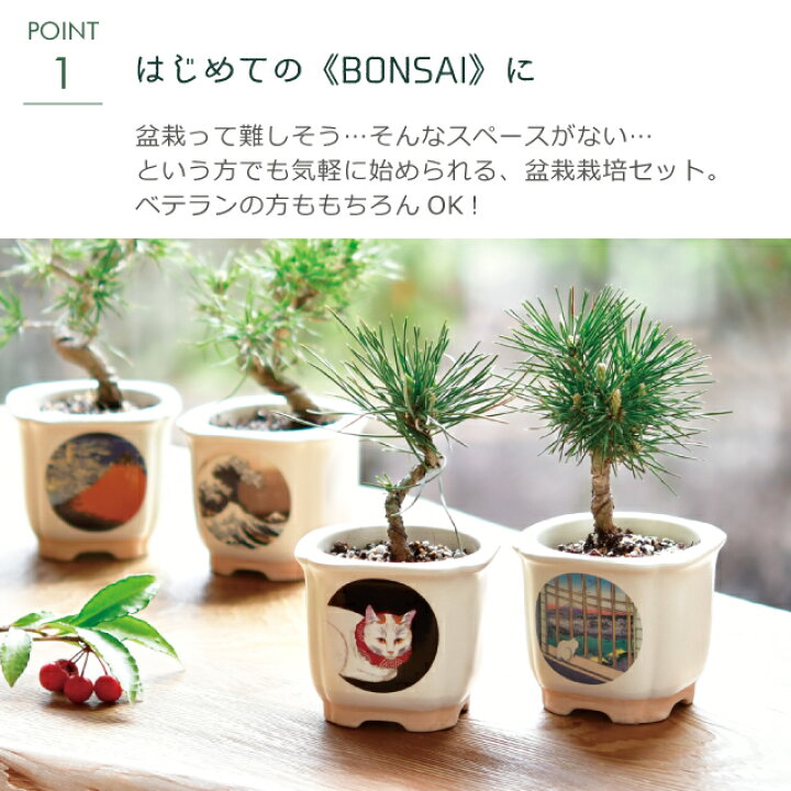 楽天市場】栽培セット 栽培キット 聖新陶芸 JAPANESE BONSAI 白猫 赤松 