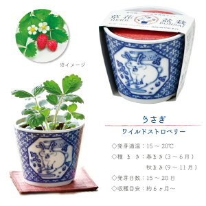 ͔|Zbg ͔|Lbg V| t  BONSAI t n[u N a͗l   { y C`S ChXgx[ ~g NTZ} z