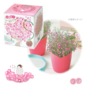 栽培セット 栽培キット 聖新陶芸 ふんわりかすみ草 栽培セット ピンク 白 かすみ草 フラワーギフト 贈り物 屋内 室内 日本製 【 母の日 父の日 敬老の日 お祝い プレゼント 】