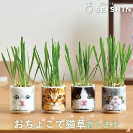 栽培セット 栽培キット 聖新陶芸 おちょこで猫草 燕麦 屋内 簡単 プチギフト ねこ 可愛い 【 猫草 GD-102901 GD-102902 GD-102903 GD-102904 】〈宅配便〉