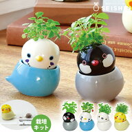 栽培キット 栽培セット 聖新陶芸 コロコロバード シマエナガ ミント ブンチョウ レモンバーム セキセイ …