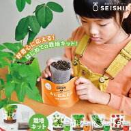 栽培キット 栽培セット 聖新陶芸 ベジパック 枝豆 ミニキャロット ネギ ミニトマト 【 初心者 屋内 自由…