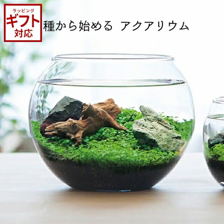 楽天市場】栽培キット 育てる水草 L GD-813 聖新陶芸 【 直径14.5cm 