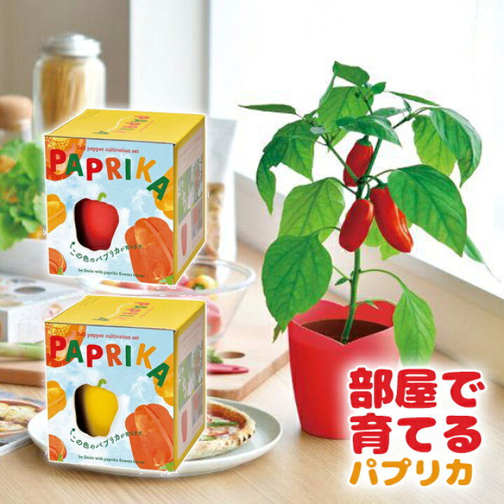 148円 国内正規品 聖新陶芸 グリーントイ Greentoy かわいいサボテン Gd 935 栽培